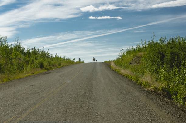 istock Mother moose and calf on the Klondike Highway 1281869170