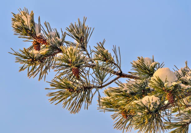 istock Snow and hoarfrost on pine tree branch with cones close up 1281869192