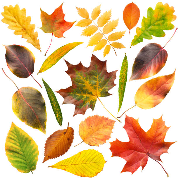 istock Autumn leaf isolated on white background with shadows, clipping path  for isolation without shadows on white 1281871231
