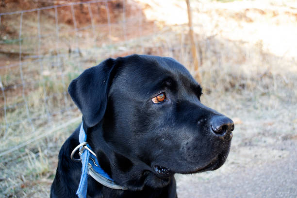 istock Black labrador listens to the owner's commands 1281871330