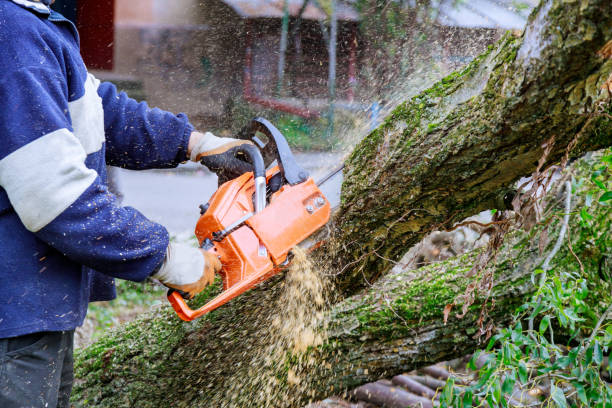 istock Man is cutting a tree with a chainsaw, broken the trunk tree after a hurricane 1281871396