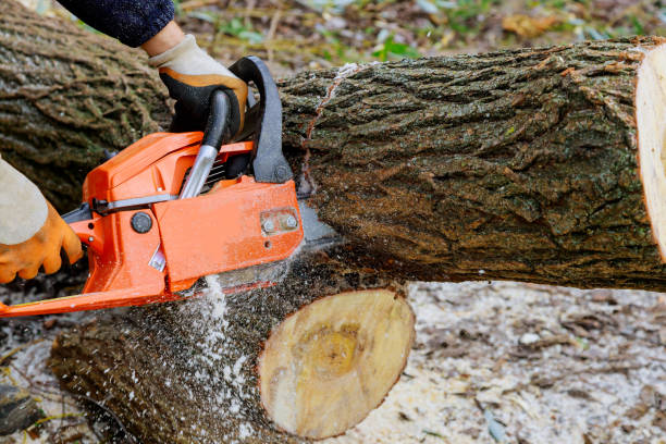 istock Tree felling with a large chainsaw cutting into tree trunk motion blur sawdust and chippings an uprooted broken tree, torn by the wind during a violent storm 1281871398