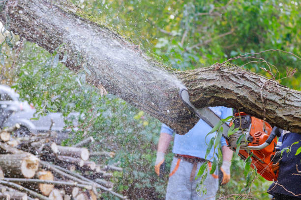 istock Man is cutting a tree with a chainsaw, broken the trunk tree after a hurricane 1281871409