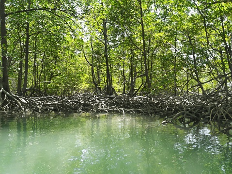 A brasilian mangrove