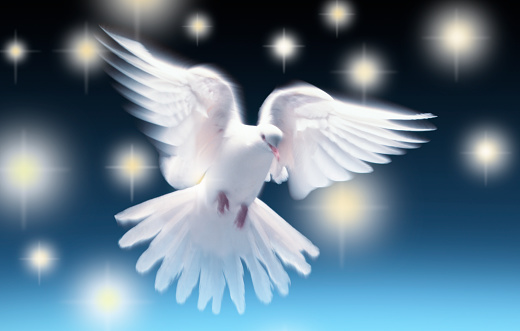 White dove of peace flies off into the heavens.