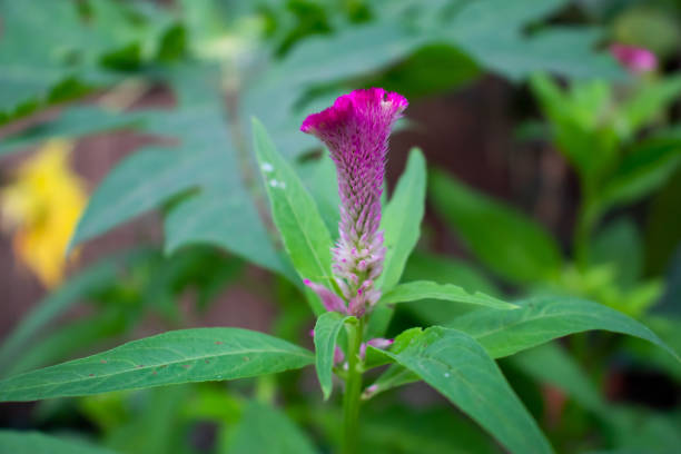Cock's comb is a small genus ornamental plants in the amaranth family