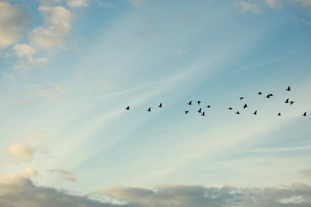 istock Canada Geese Fly East on an Autumn Morning 1281875583