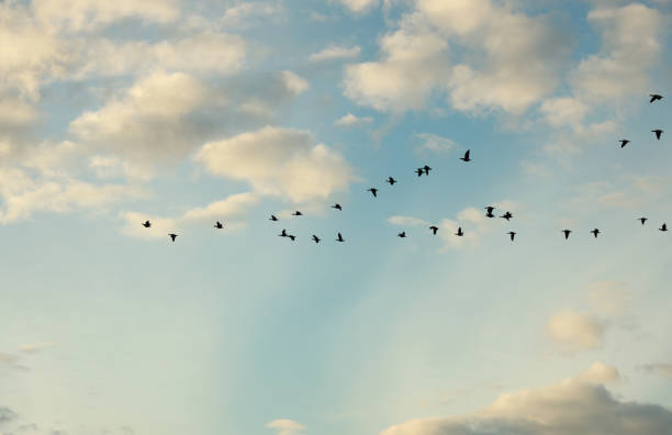 istock Flock of Canada Geese Flying above British Columbia 1281875584