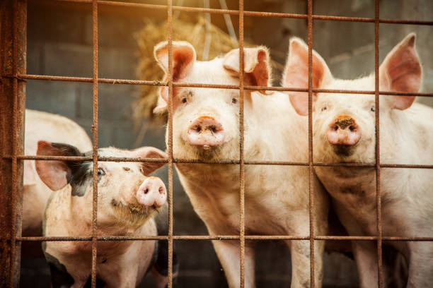 istock Portrait of Pigs 1281875734