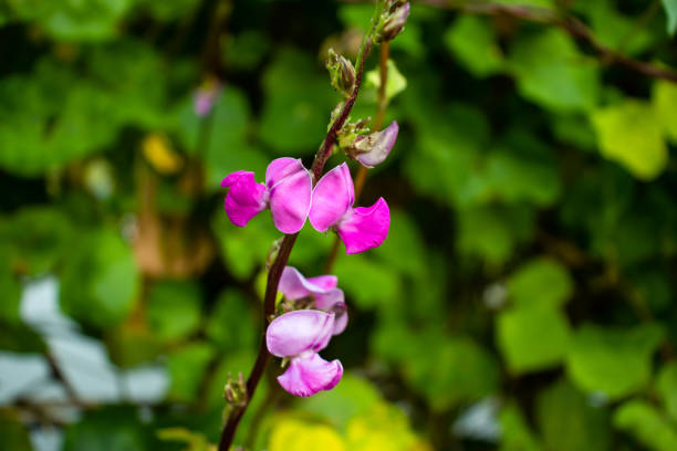 On the green bg Pink white and red bean flower the pure vegetable