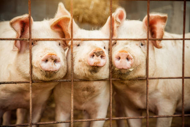 istock Portrait of Pigs 1281875929