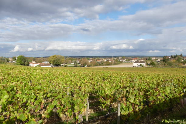 istock Vineyard autumnal landscape 1281877047