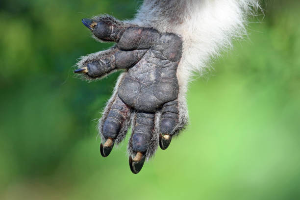Koala palm Phillip Island, Victoria, Australia koala hands stock pictures, royalty-free photos & images