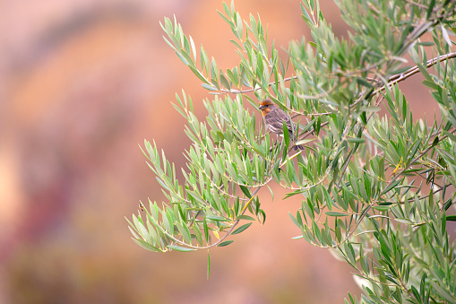 Horizontal color image of a red headed finch bird in an olive tree int he fall
