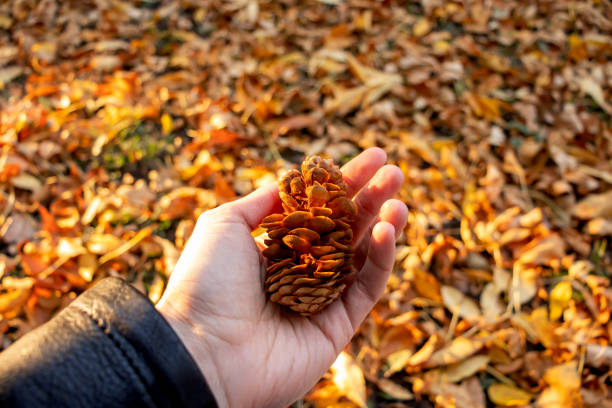 istock Hand holds pine cone for concept design. Autumn forest nature. 1281877801
