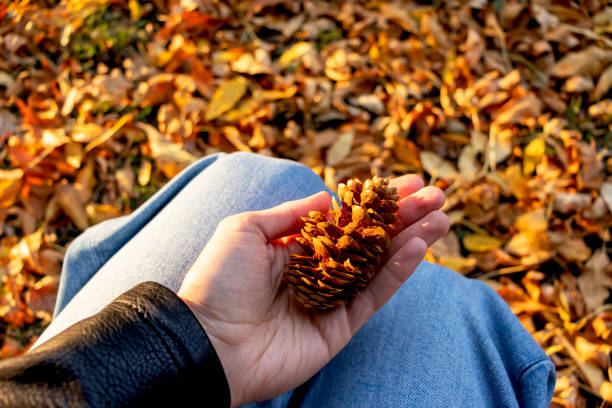 istock Hand holds pine cone for concept design. Autumn forest nature. 1281877816