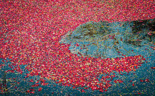 Ripe cranberries float on the surface of a flooded bog in Sandwich, Massachusetts