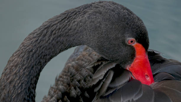 istock Portrait of black swan. 1281879744