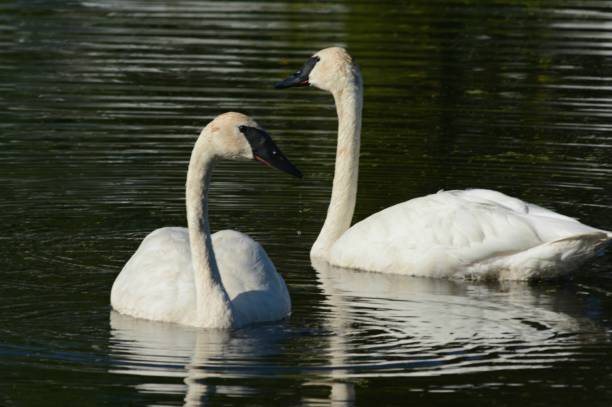 istock Elegant Trumpeter Swans On A Pond 1281881065