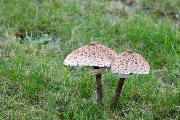 istock Giant umbrellas in the grass 1281881775