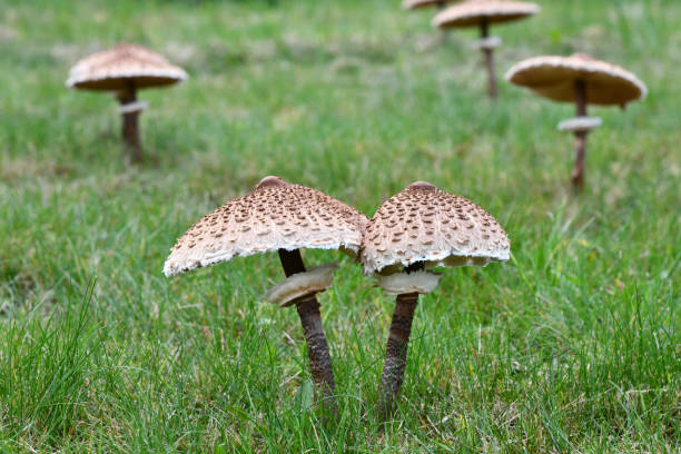 istock Giant umbrellas in the grass 1281881818