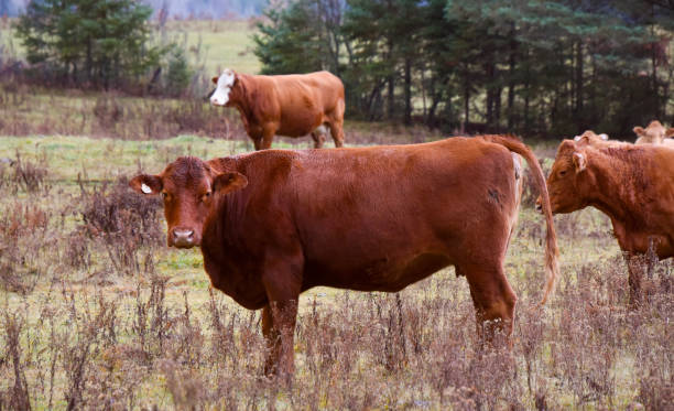 istock Nice cow on a Canadian farm 1281882655