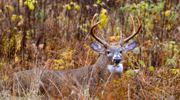 istock Stunning male deer in the Canadian forest 1281884382