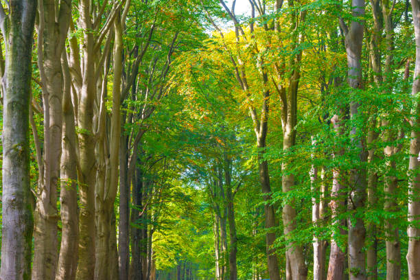 istock Trees in autumn colors in a forest in bright sunlight at fall 1281884413