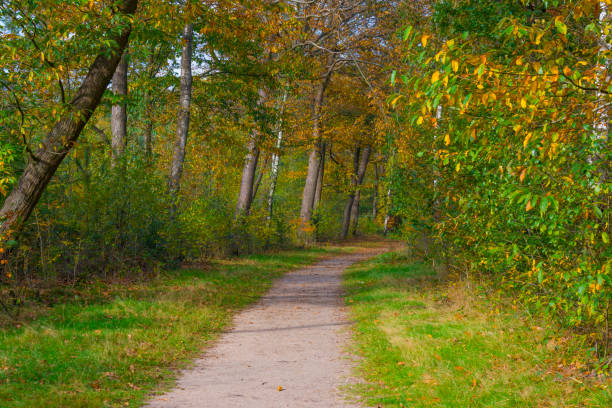 istock Trees in autumn colors in a forest in bright sunlight at fall 1281884432