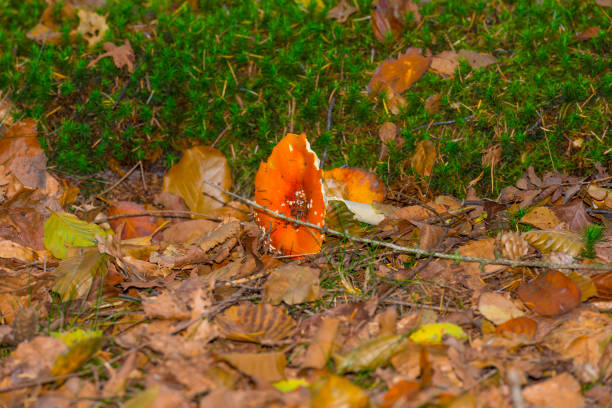 Mushrooms in a forest in fall colors in sunlight in autumn, Baarn, Lage Vuursche, Utrecht, The Netherlands, October 23, 2020