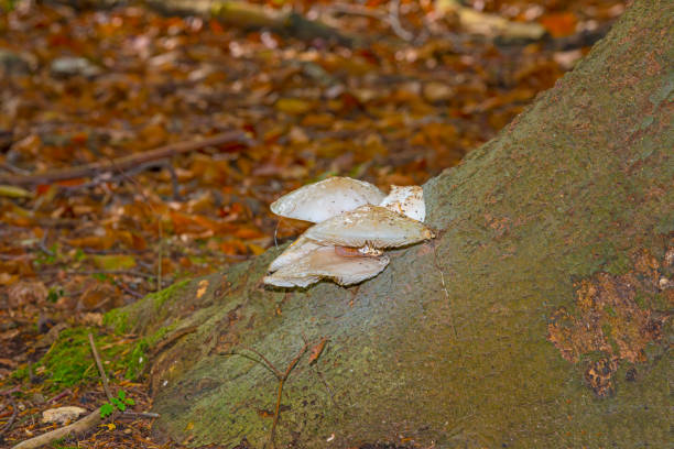 Mushrooms in a forest in fall colors in sunlight in autumn, Baarn, Lage Vuursche, Utrecht, The Netherlands, October 23, 2020