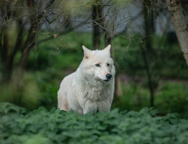 istock The White Wolf & The Woods. 1281884551