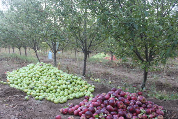 istock lovely fruits 1281885628