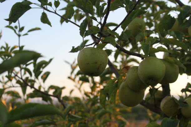 istock lovely fruits 1281886395