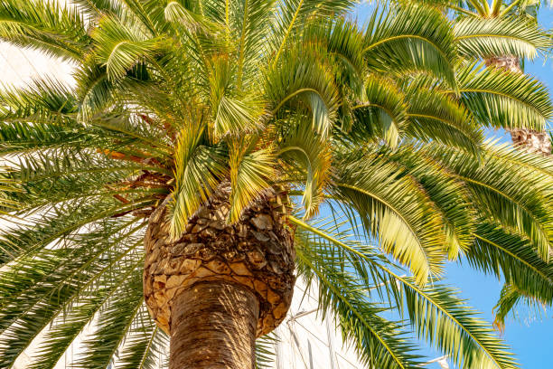 istock California palm tree in Los Angeles 1281890098