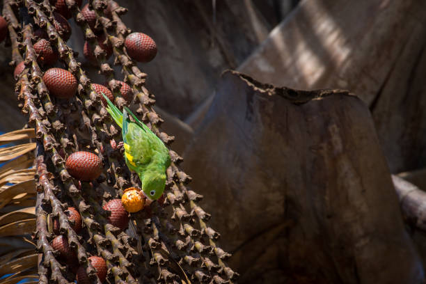 istock Plain parakeet (Brotogeris tirica) perched on a buriti palm tree (Mauritia flexuosa). Green and Yellow birds. 1281891792