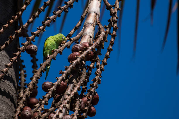 istock Plain parakeet (Brotogeris tirica) perched on a buriti palm tree (Mauritia flexuosa). Green and Yellow birds. 1281891795