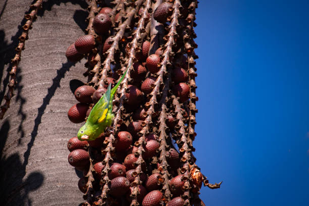 Plain parakeet (Brotogeris tirica) perched on a buriti palm tree (Mauritia flexuosa). Green and Yellow birds.