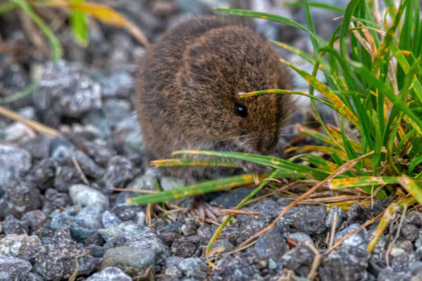 istock little mouse by the roadside fearlessly 1281894233