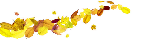 istock Colorful bright leaves isolated on white background 1281894931