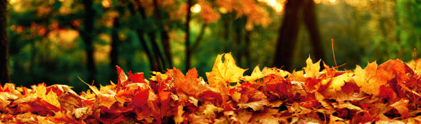 istock Colorful bright leaves falling in autumnal park. 1281895019