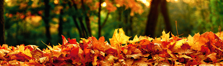 Beautiful autumn background with yellow and red leaves.