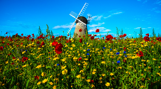 Whitburn Windmill stands proud in the middle of a small house estate overlooking the North Sea. Every year wildflowers grow at the base.