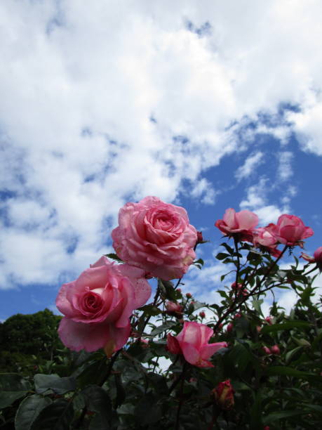 istock Bright Soft Pink Roses Against the Sky 2020 1281897358