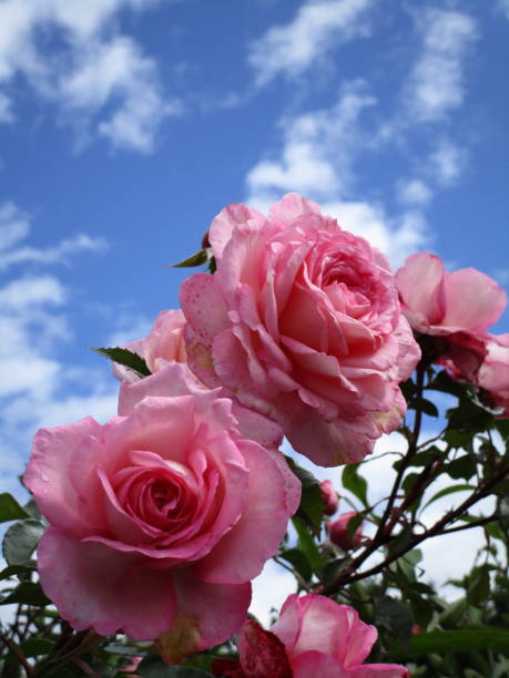 istock Bright Soft Pink Roses Against the Sky 2020 1281897359