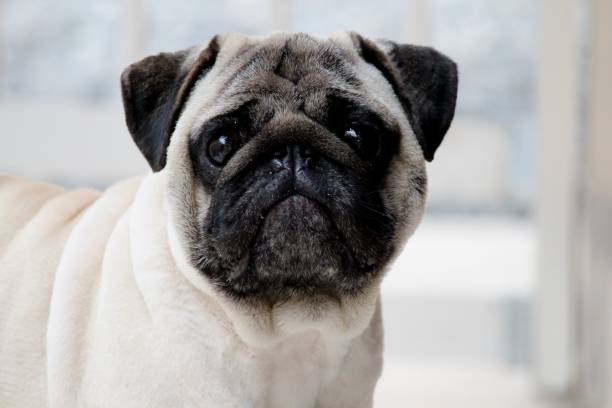 istock au au pug - canis lupus familiaris 1281898031