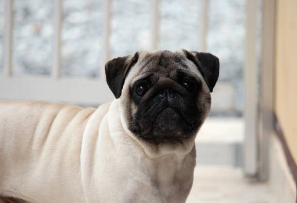istock au au pug - canis lupus familiaris 1281898032