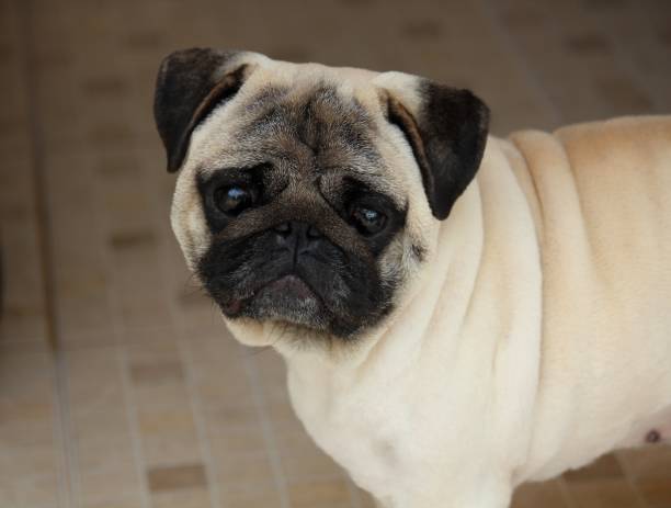 istock au au pug - canis lupus familiaris 1281898042