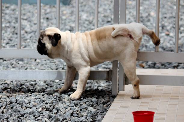 istock au au pug - canis lupus familiaris 1281898043