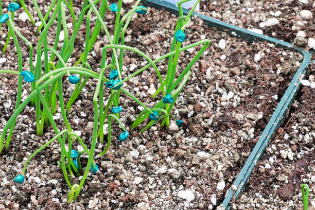 Tiny onion seedlings sprout in nursery pots Tiny onion seedlings sprout in nursery pots. plantlet stock pictures, royalty-free photos & images